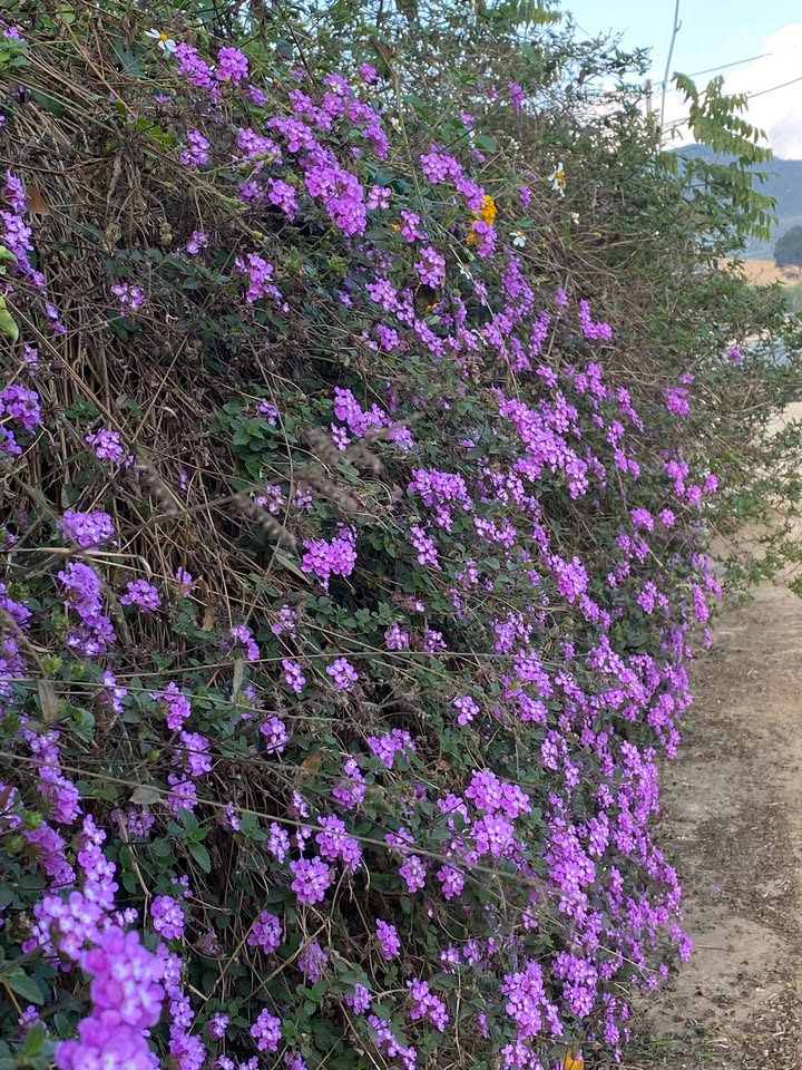 Chung cư Đông Dương Bắc Ninh 66m² - Sổ hồng sẵn sàng giao dịch