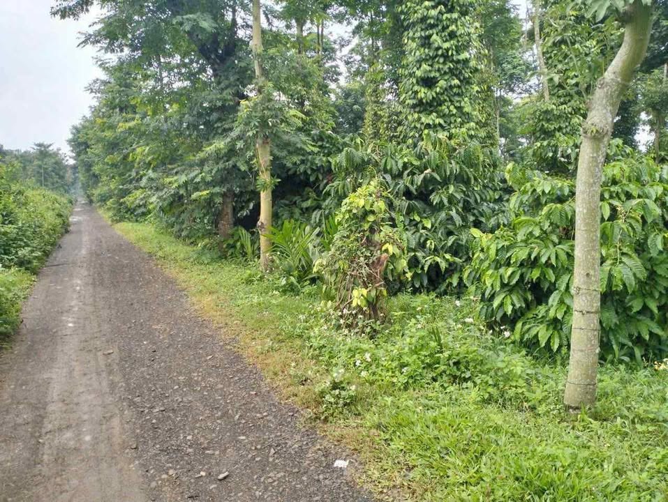 Đất Xã Ea Tiêu, Cư Kuin, Đắk Lắk - 1075m² Sổ Hồng, Mặt Tiền Đường Đá