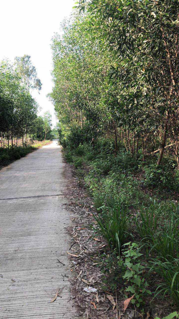 Bán Đất Phổ Phong Đức Phổ Quảng Ngãi 1.462m² - Mặt Tiền Rộng Kinh Doanh