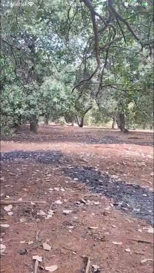 Farm điều 29.000m² mặt tiền đường bê tông - Phú Riềng, Bình Phước