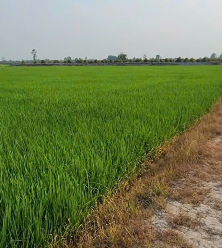 Đất Nông Nghiệp Xã Bình Thành, Đức Huệ 12.000m² - Đầu tư dài hạn!