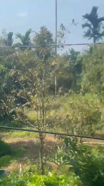 Đất Vườn Tiền Giang 1300m² Sổ Hồng Sẵn - Giá Đầu Tư 1.5 Tỷ