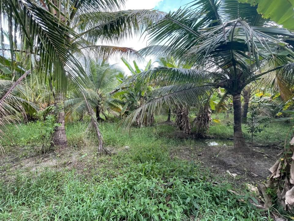 Đất vườn Phú Hưng 2000m² - Sổ đỏ chính chủ, tiềm năng tăng giá!