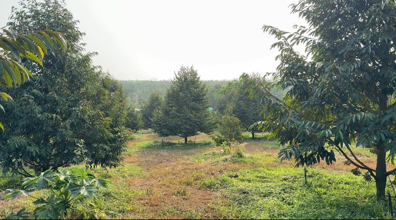 Đất Vườn Sầu Riêng 3.1ha Nghĩa Trung, Bù Đăng - Đầu tư dài hạn sinh lời