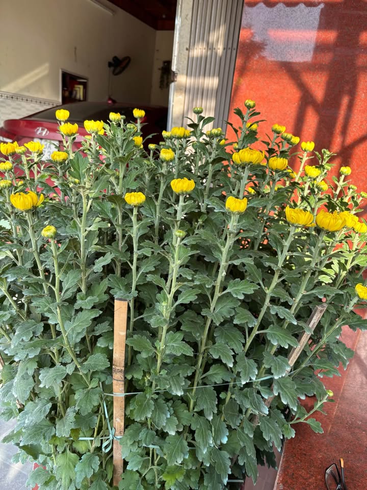 Đất Nền Cẩm Lệ Đà Nẵng - 200m² Mặt Tiền Lưu Quang Vũ - Giá Rẻ 4 Tỷ