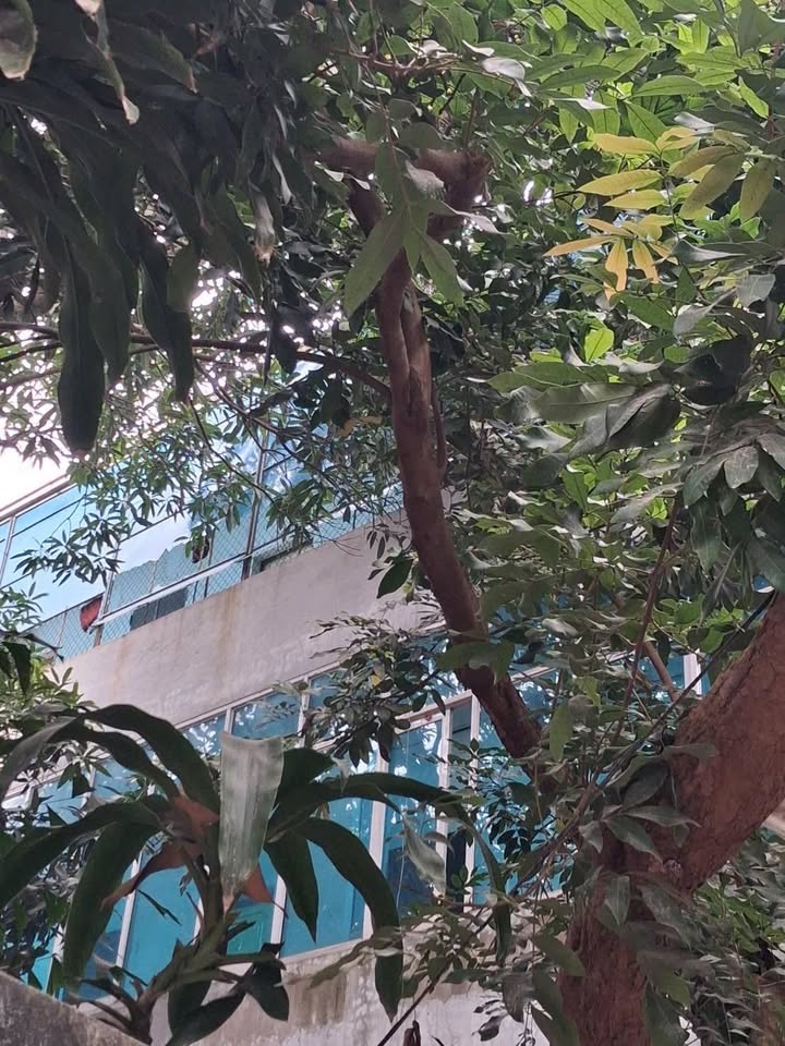 Đất nền 136m² Thạch Thất - 5.9 Tỷ, Dòng Tiền 20 Triệu/Tháng, Sẵn 12 Phòng Trọ