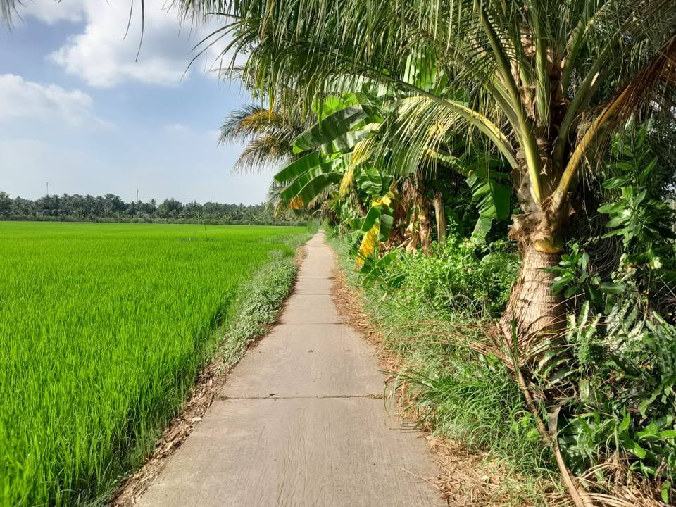 Bán Đất Vườn Trà Vinh 1500m² - Sẵn Sàng Khai Thác