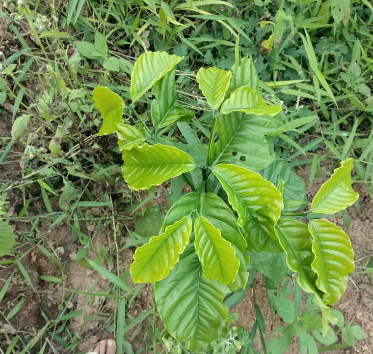 Đất Vườn 11000m² Đạ Tông, Lâm Đồng - Sổ Đỏ, Giá 1.05 Tỷ