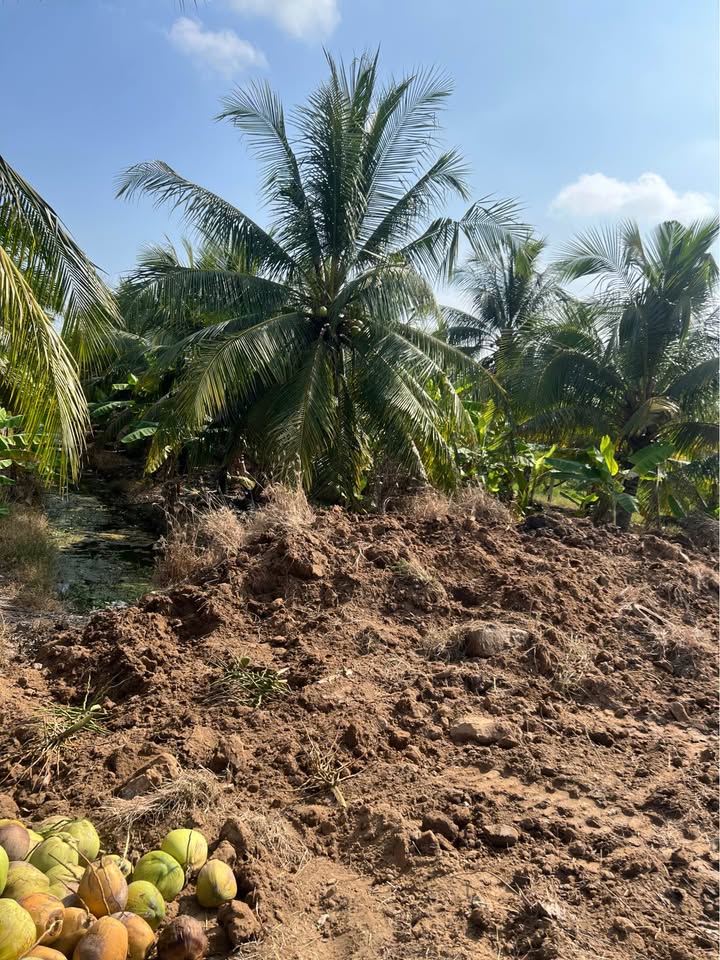 Đất nền Đường Cầu Rạch Miễu 2, Bến Tre 1804m² - Tiềm năng tăng giá vượt trội!