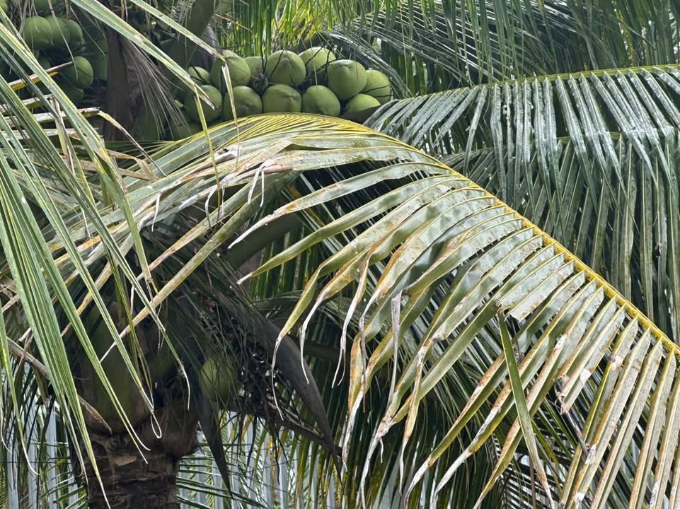 Bán Đất Vườn Dừa Bến Tre 4500m² Giá 4.7 Tỷ - Sổ Hồng Sẵn Sàng