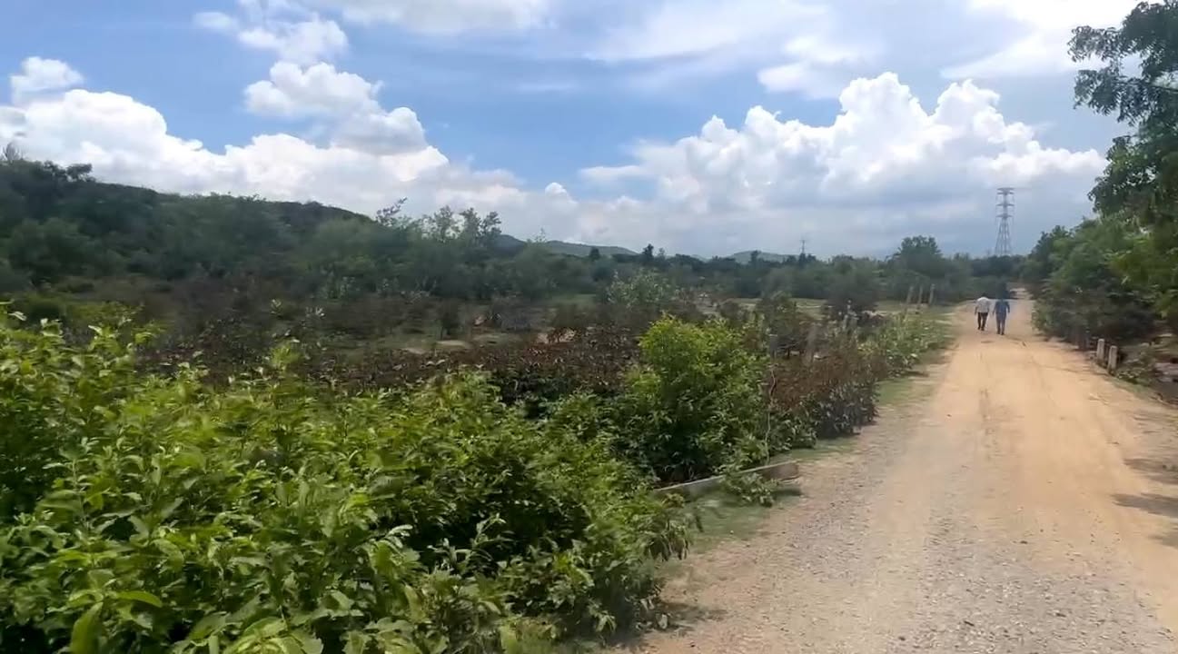 Bán Đất Vườn Ninh Thuận 20000m² Giá 750 Triệu - Sổ Riêng