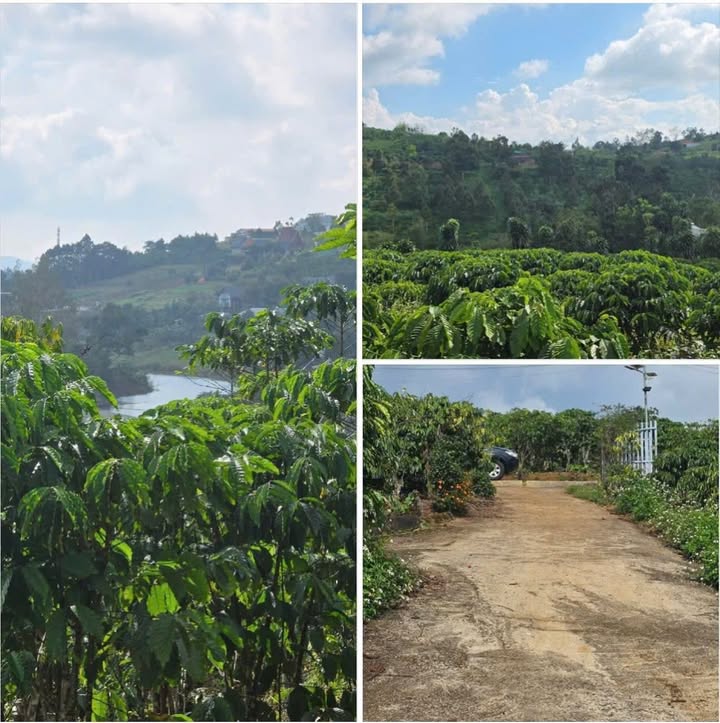 Đất Vườn 1500m² View Hồ Ông Dụ, Bảo Lộc - Giá 1.55 Tỷ