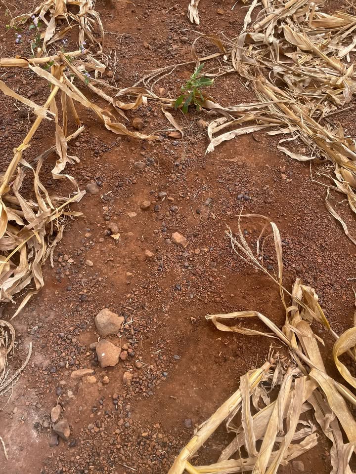 Đất vườn Đắk R'La 2ha giá 1.4 tỷ - Đầu tư dài hạn!