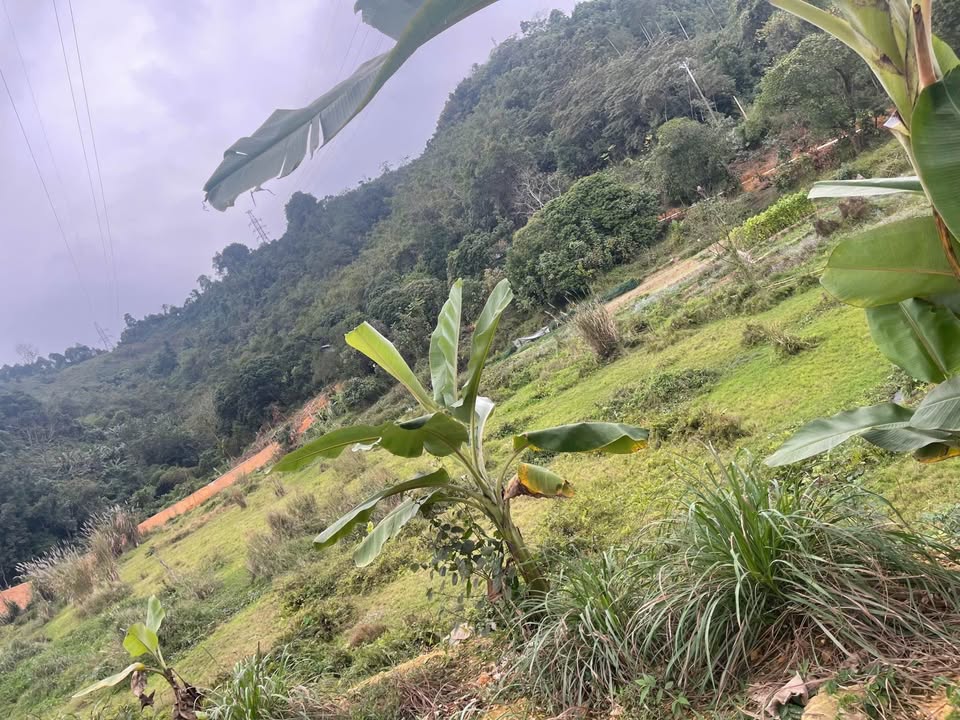 Đất Nền Đồng Tuyển, Lào Cai 8000m² - Tiềm Năng Tăng Giá Vượt Trội!