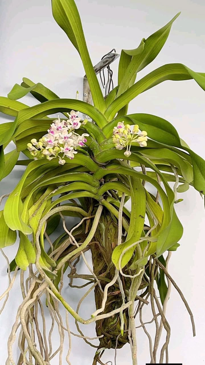 Nhà Cấp 4 38m² Trần Hưng Đạo, Gia Lai - Sổ Đỏ Chính Chủ 1.2 Tỷ