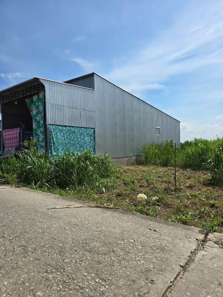 Bán Đất An Phước, Đồng Tháp - 100m² Full Thổ Cư, Giá Chỉ Từ 230 Triệu