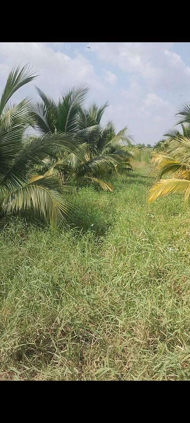 Bán Đất Vườn Tiền Giang 4000m² - Sổ Đỏ Rõ Ràng, Giá Đầu Tư Tốt