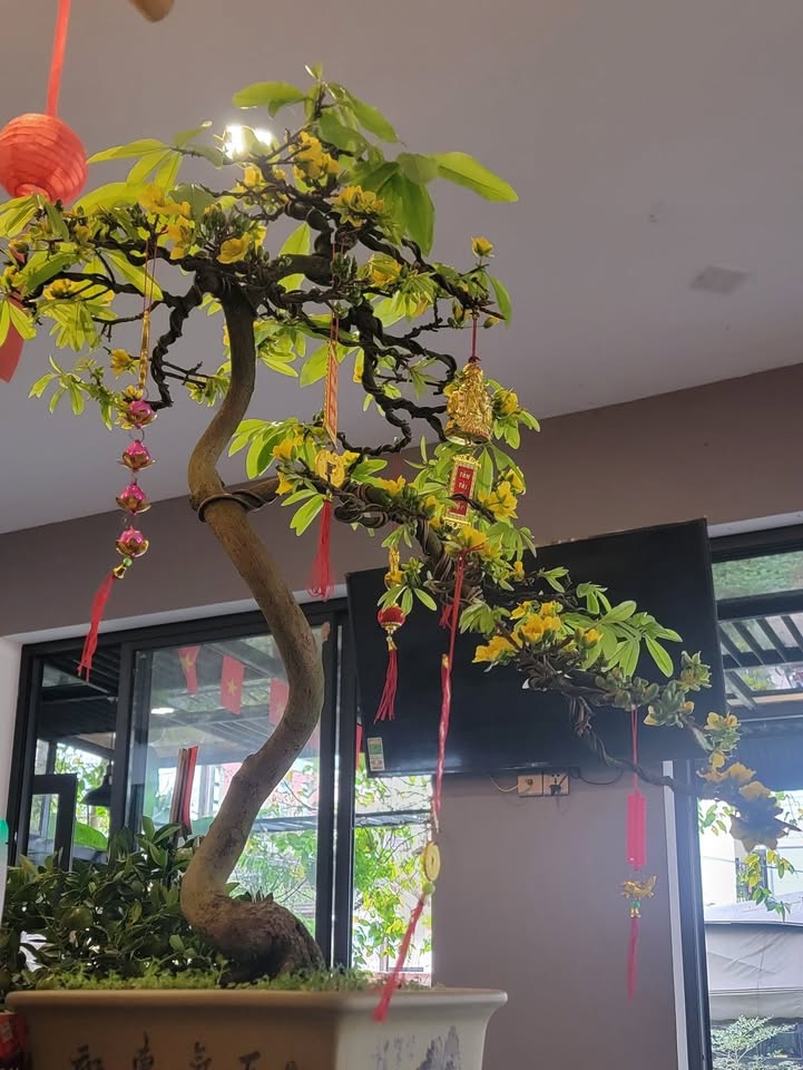 Nhà phố mặt tiền Chu Văn An, Huế 57.4m² - Mặt tiền kinh doanh đắc địa!