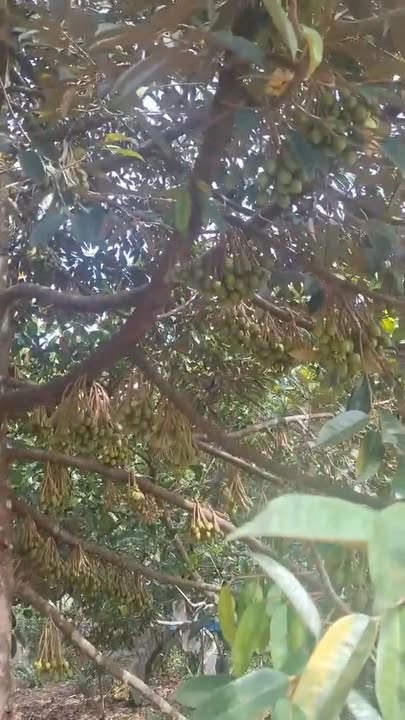 Đất nền Bạch Đằng, Tân Uyên 1439m² - Sổ đỏ chính chủ, đường ô tô!