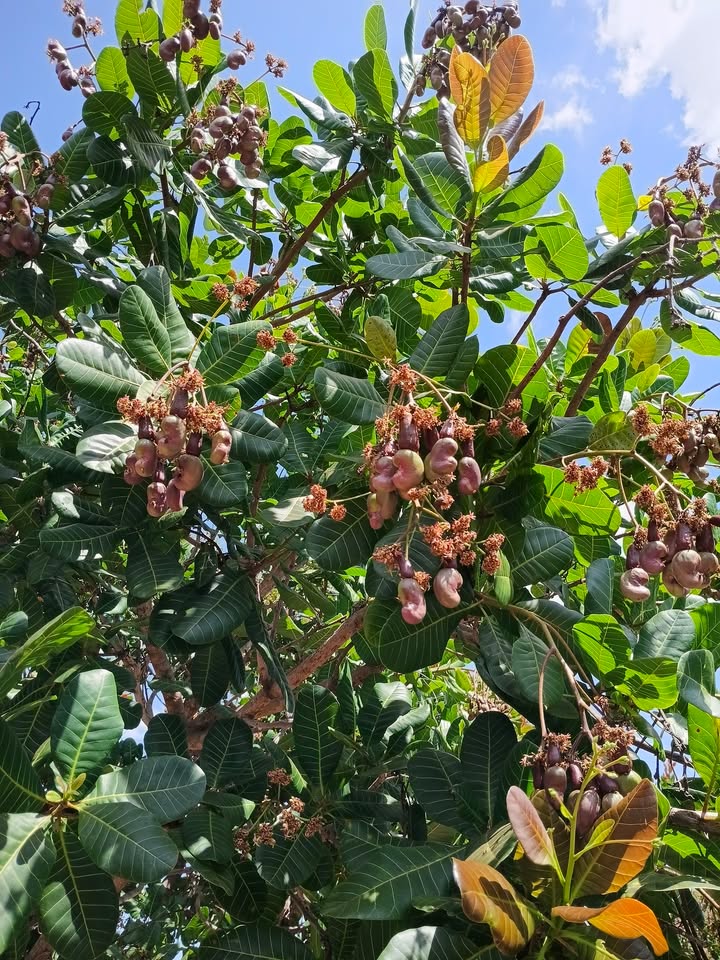 Đất vườn Ia Kriêng, Gia Lai 4.5ha - Sinh thái xanh, đầu tư bền vững!