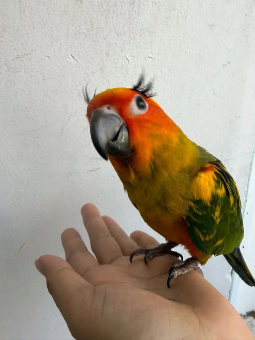 Đất vườn Đạo Thạnh Mỹ Tho 1200m² giá 2.6 tỷ - Đầu tư sinh lời!