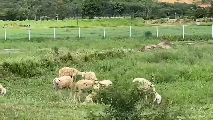 Đất Vườn 8000m² ven Vịnh Cam Ranh - Sát QL1A, Tiềm năng đầu tư