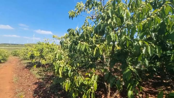 Đất vườn Xã Trang Đăk Đoa 1ha - Đầu tư dài hạn