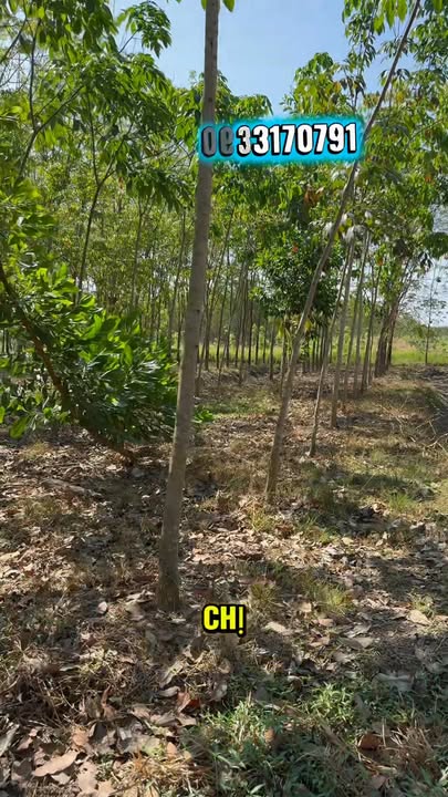 Bán Đất Vườn Bù Đốp 5.400m² Giá 850 Triệu - Đầu Tư Dài Hạn Sinh Lời Ngay!