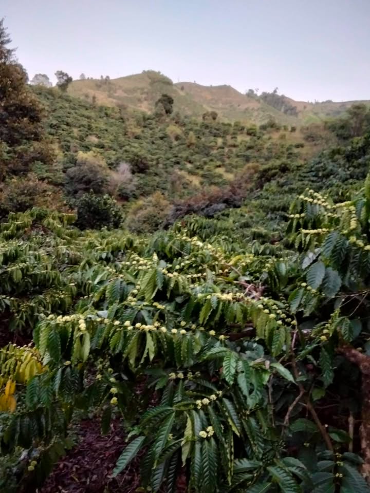 Đất vườn Đắk Som 5ha giá 4.5 tỷ - Tiềm năng đầu tư dài hạn!