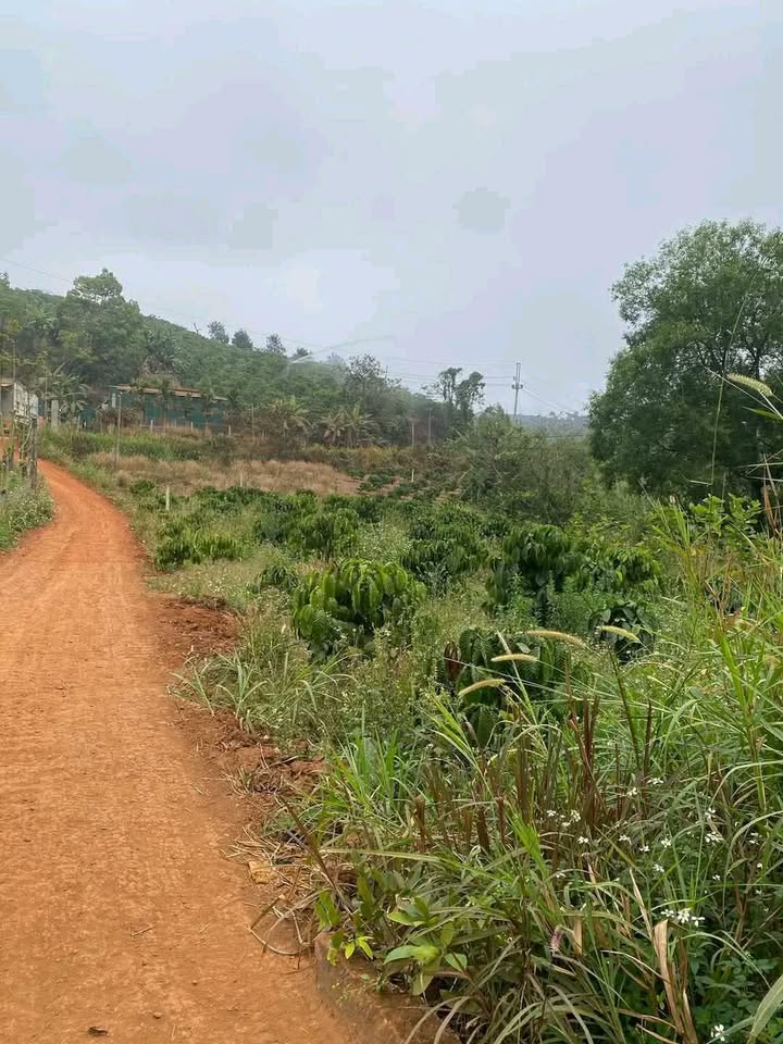 Đất nền Đắk Môl 7200m² - Ô tô vào tận nơi, tiềm năng sinh lời!