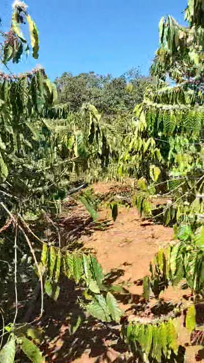 Cho thuê đất vườn Tuy Đức 13.000m² - Giá tốt, canh tác ngay!