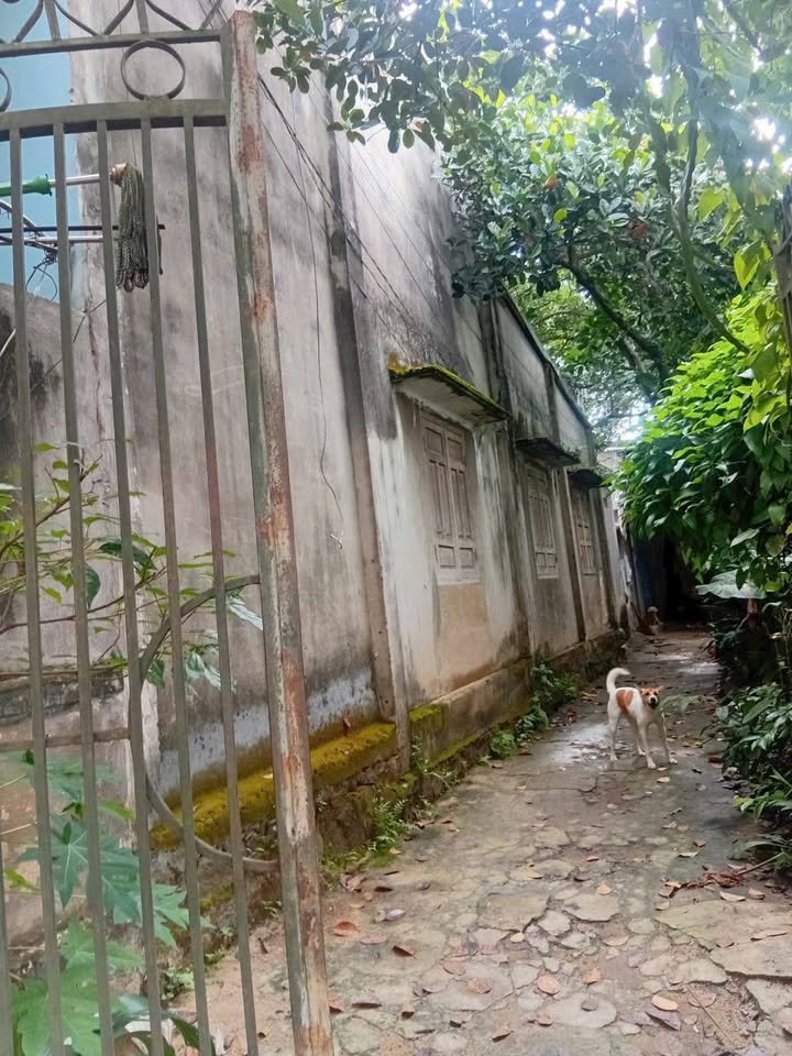 Nhà Mặt Tiền Trương Công Định BMT - 496m² Kinh Doanh Đắc Địa, Tặng Nhà