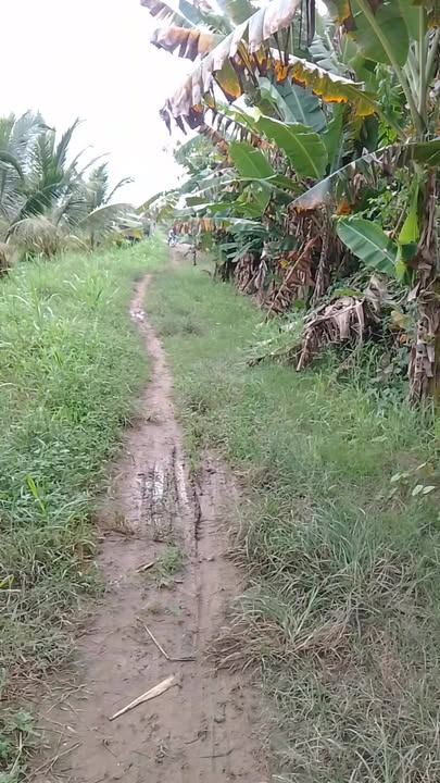 Bán Gấp Đất Vườn 15.000m² Xã Đôn Châu, Trà Vinh - Giá Đầu Tư 1.7 Tỷ