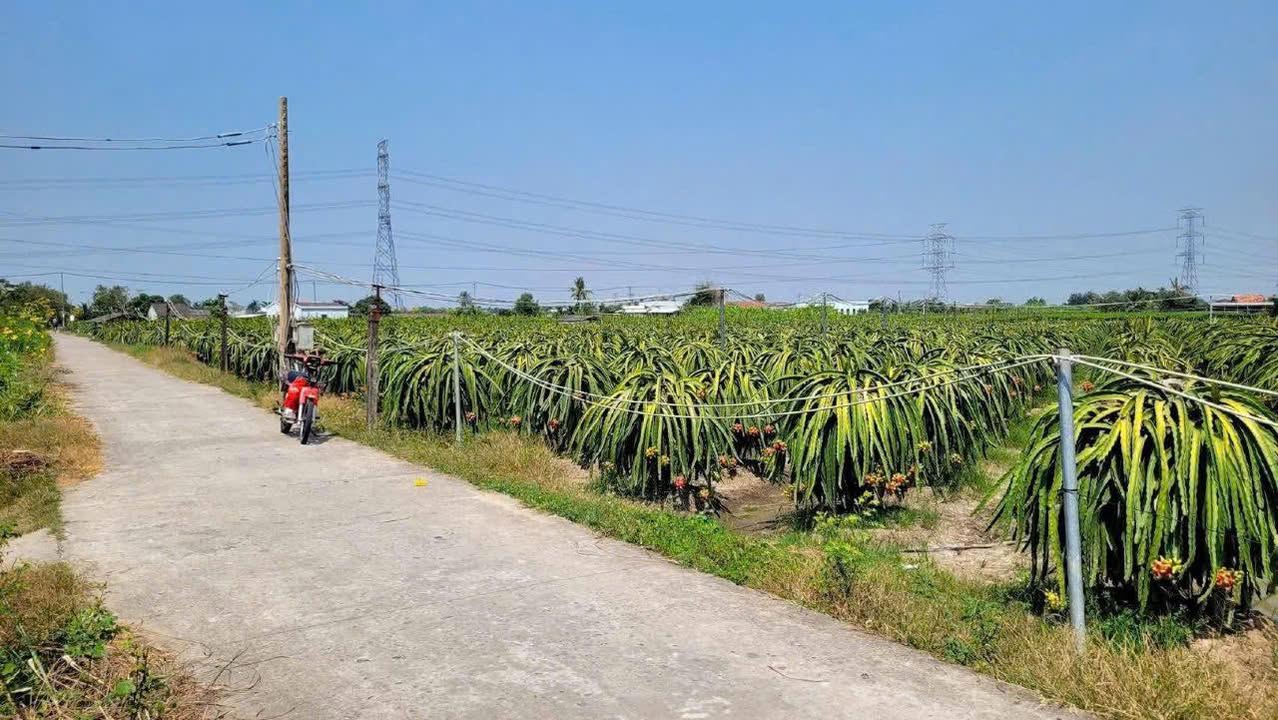 Đất nền Vĩnh Công, Châu Thành, Long An 207m² - Sổ đỏ chính chủ!