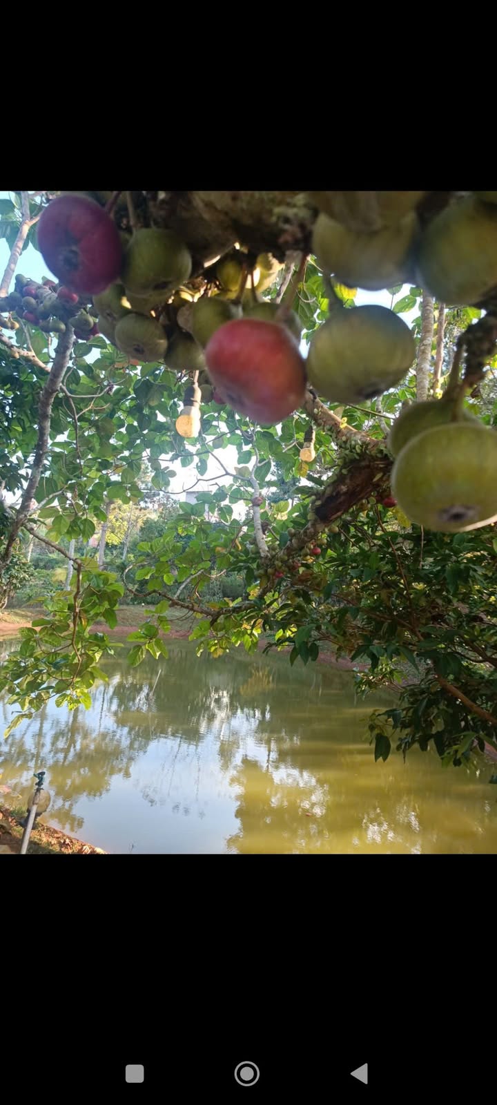 Đất vườn Tân Bùi, Bảo Lộc 2520m² - Sinh thái xanh, giá thuê cực tốt!