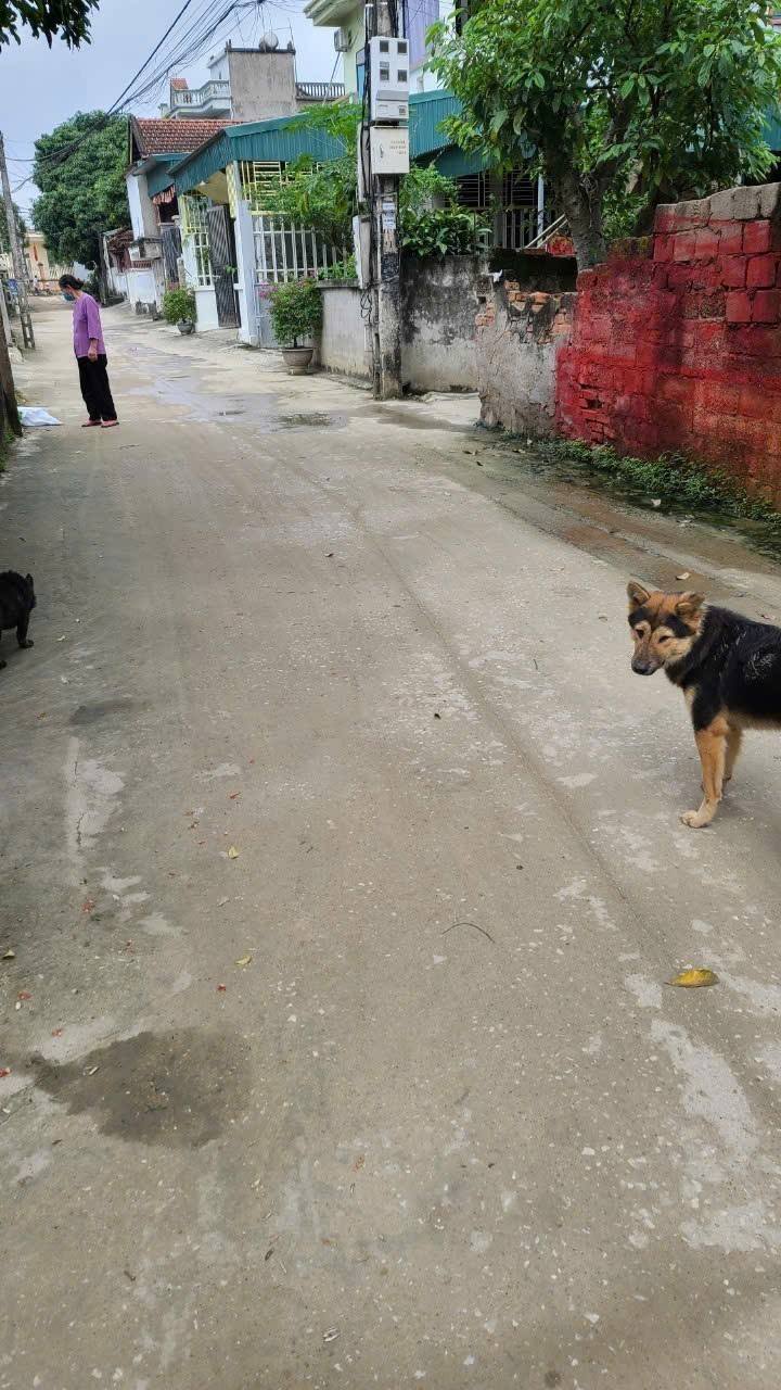 Bán Gấp Lô Đất 81m² Phường Quang Trung, Hà Trung - Ô Tô Vào Tận Cửa