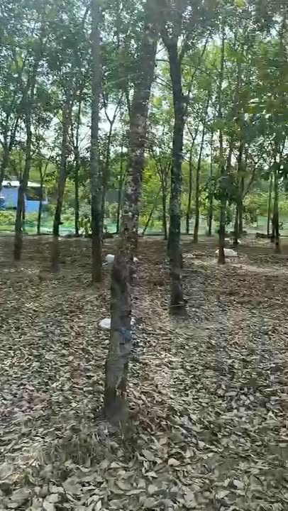 Đất Nền Xuân Lộc, Đồng Nai - 200m² Giá 300 Triệu, Sổ Đỏ Sẵn Sàng