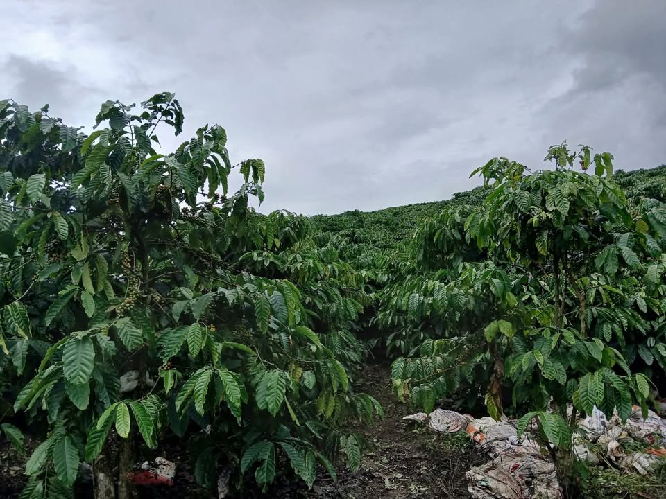 Đất nền Xã Phúc Thọ, Lâm Hà 1595m² - Đất thổ cư, tiềm năng sinh lời!