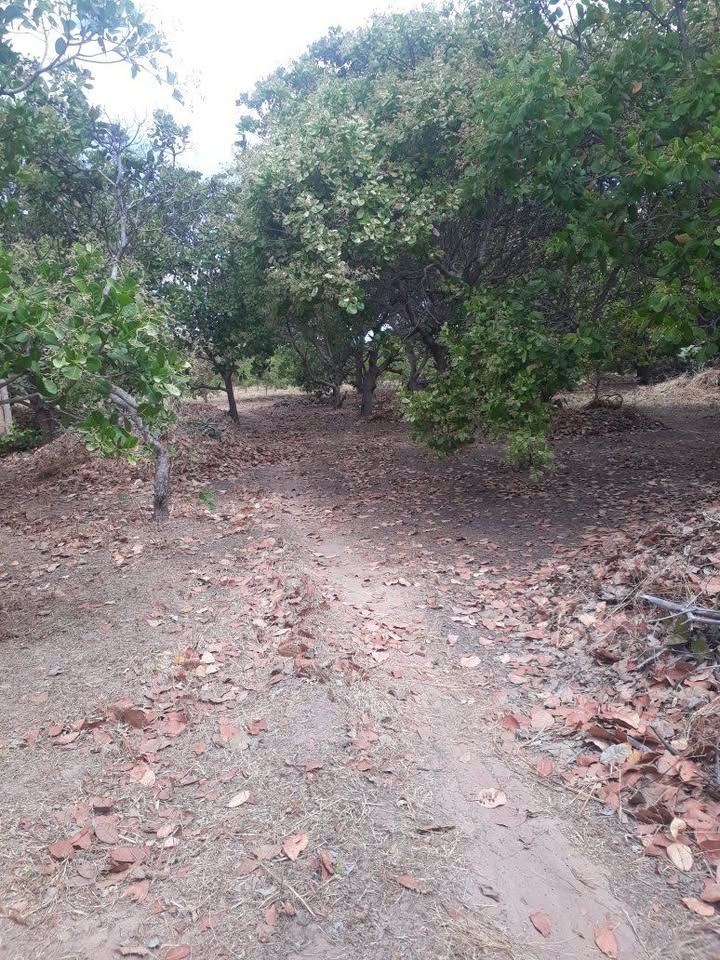 Bán Gấp Vườn 2ha Đất Xã Ia Le, Chư Pưh - Tiềm Năng Sinh Lời Cao