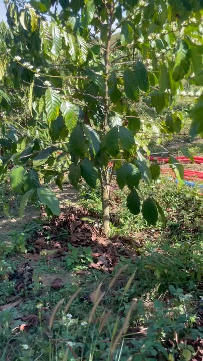 Bán Gấp 1.4ha Đất Vườn Xã Quảng Sơn, Lâm Đồng - Giá Đầu Tư 2.4 Tỷ