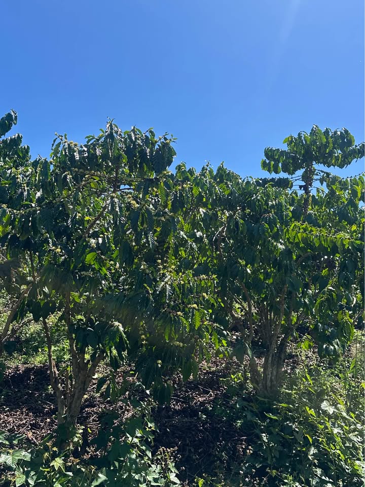 Đất Vườn Bảo Lâm 2.4ha Giá 21.333 Tỷ - Nghỉ Dưỡng Lý Tưởng!