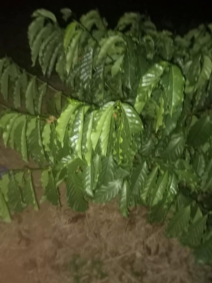 Đất Rẫy Ea M'DRóh 7000m² 890 Triệu - Sổ Đỏ Chính Chủ!