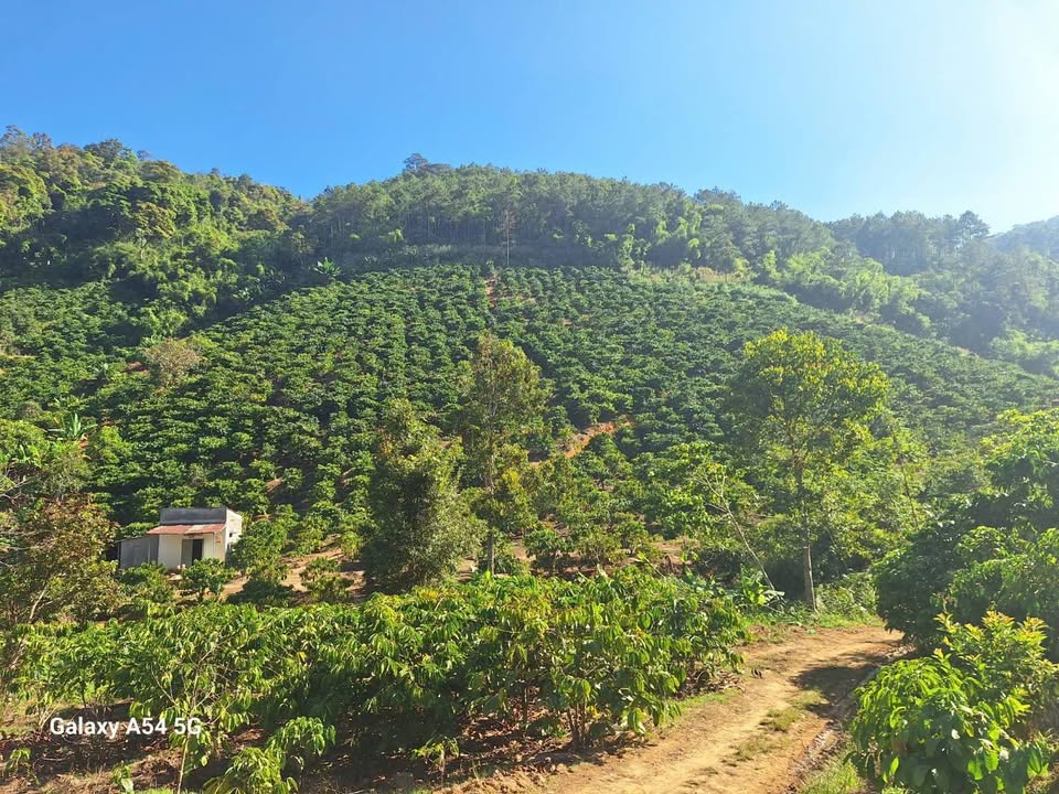 Bán Gấp Farm Cà Phê 3.2ha Liên Đầm, Di Linh - Giá Tốt 6.5 Tỷ