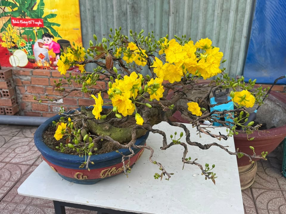 Đất thổ cư 627m² mặt tiền 11m đường Hội Nghĩa 90, Bình Cơ, TP.HCM - Giá 7.3 tỷ