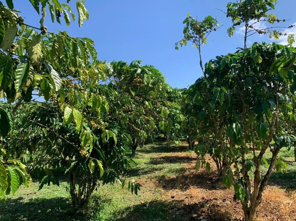 Đất Vườn Lộc Quảng Bảo Lâm 3348m² - Sổ đỏ chính chủ!