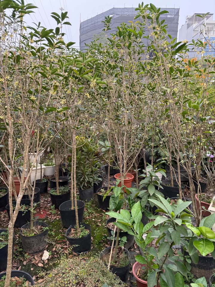 Nhà Vừa Xây Chắc Chắn - 100m² Sen Trì, Thanh Oai - Sẵn Sàng Vào Ở Ngay