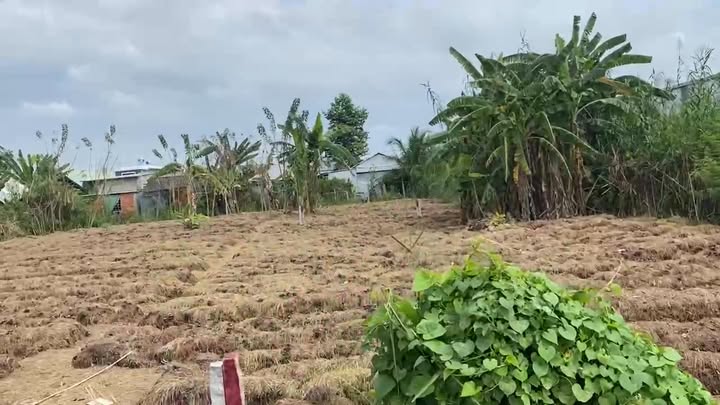 Đất Nền Mặt Tiền QL54 Lai Vung - Kinh Doanh Sinh Lời 486m²