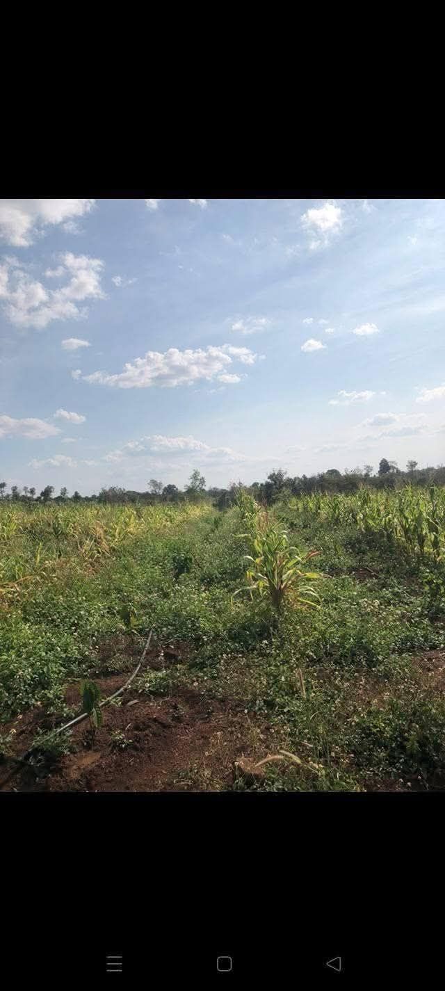 Đất Farm Phun Hồng, Tuy Hòa 2ha giá 4.4 tỷ - Sổ hồng chính chủ