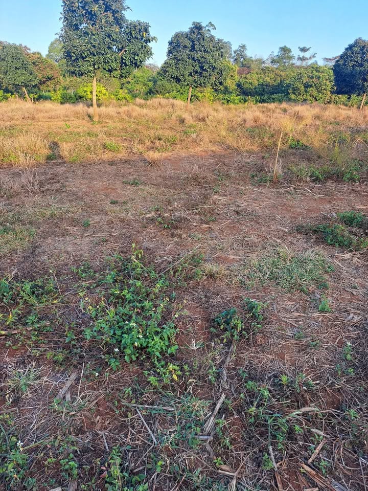 Đất Thôn 8 Ea Nam 5000m² - Sinh thái xanh, Sổ đỏ chính chủ!