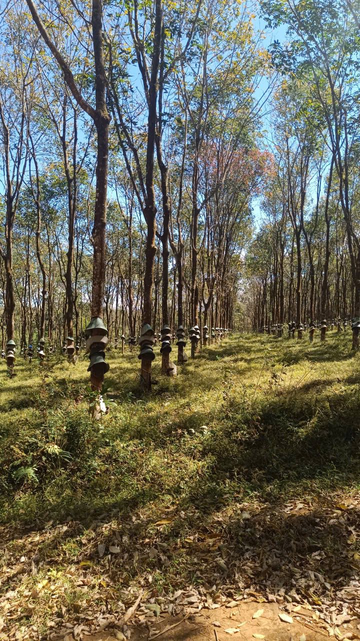 Bán gấp 1ha Đất Cao Su Xã Nghĩa Hòa, Chư Păh - Sổ Đỏ Rõ Ràng